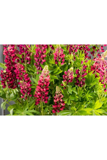 Цвітіння люпину в природному стилі саду